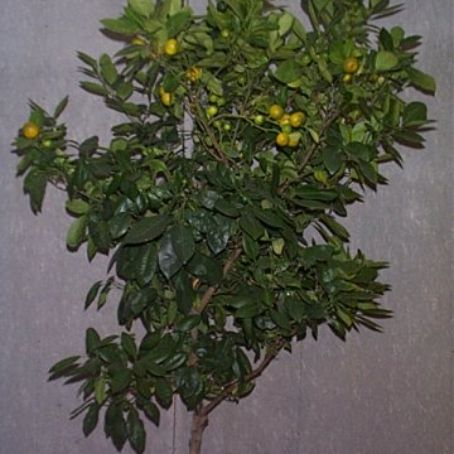 citrus aurantium 2 - plante citrice