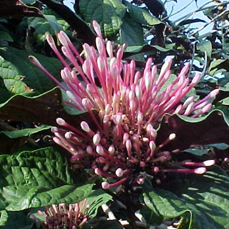 clerodendrum 2 - clerodendrum