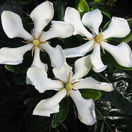 gardenia 2 - gardenia