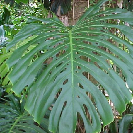 philodendron 3 - filodendron