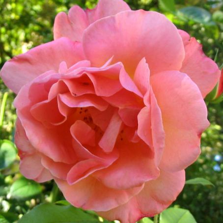 rosa 1 - trandafirul