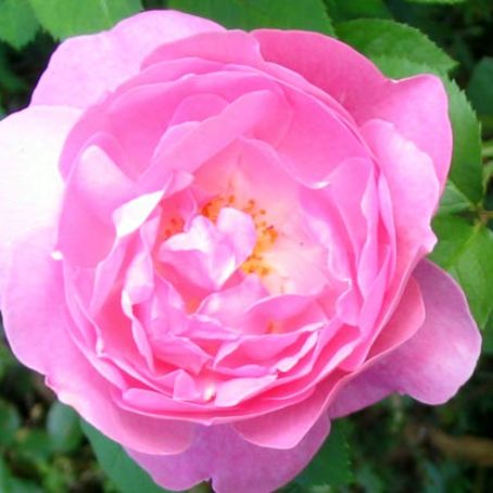 rosa 2 - trandafirul