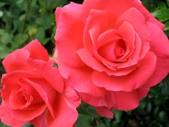 rosa-trandafir
