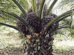 palmierul oleaginos - elaeis guinensis