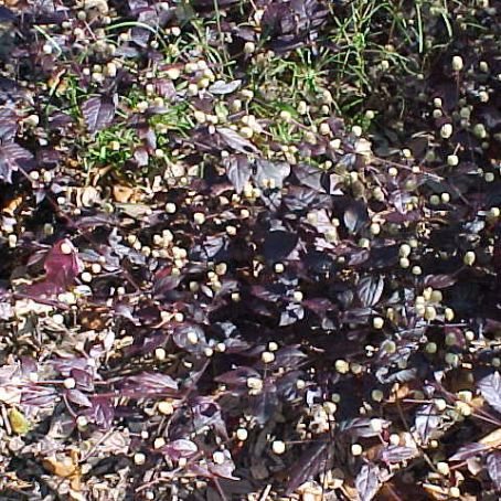 amaranthus 3 - stir