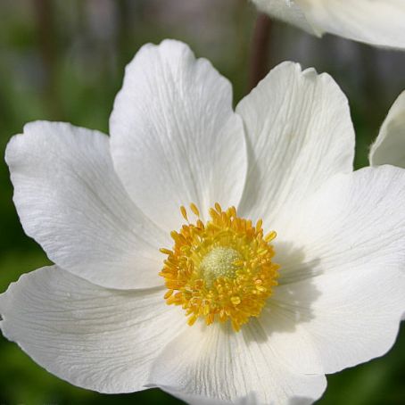 anemone 1 - anemona