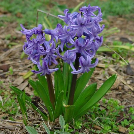 hyacinthus 1 - zambile