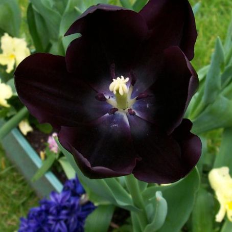 tulipa 4 - lalea