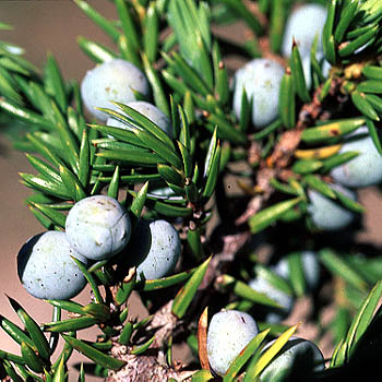 juniperus-communis-ienuparul